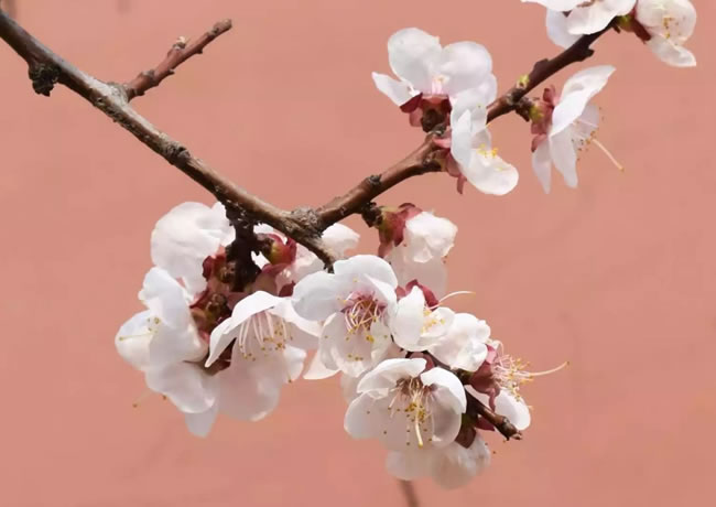 案例信息3【后台可修改删除添加】