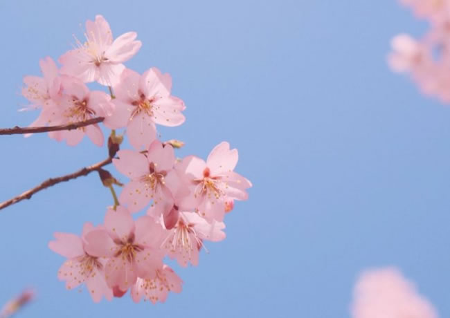 案例信息6【后台可修改删除添加】