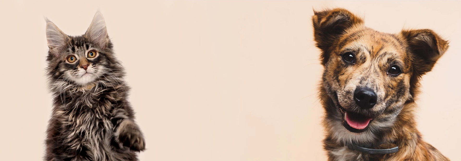 宠物网站模板下载