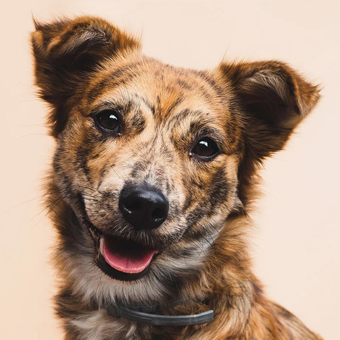 宠物网站模板下载