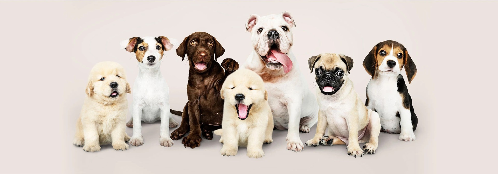 宠物商店网站模板