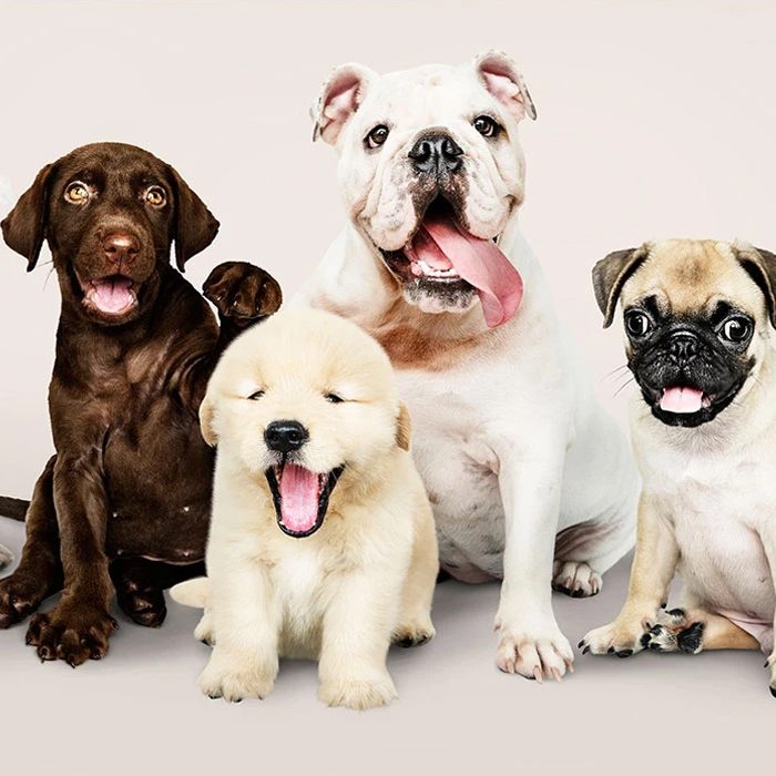 宠物商店网站模板