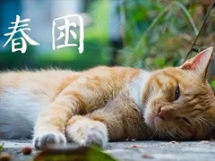 犯春困的搞笑说说 白天犯困的幽默说说