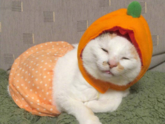 最新版关于减肥的可爱文案 容易上热门的减肥说说