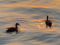 让女生怦然心动的情话 俘获女孩的芳心的文案