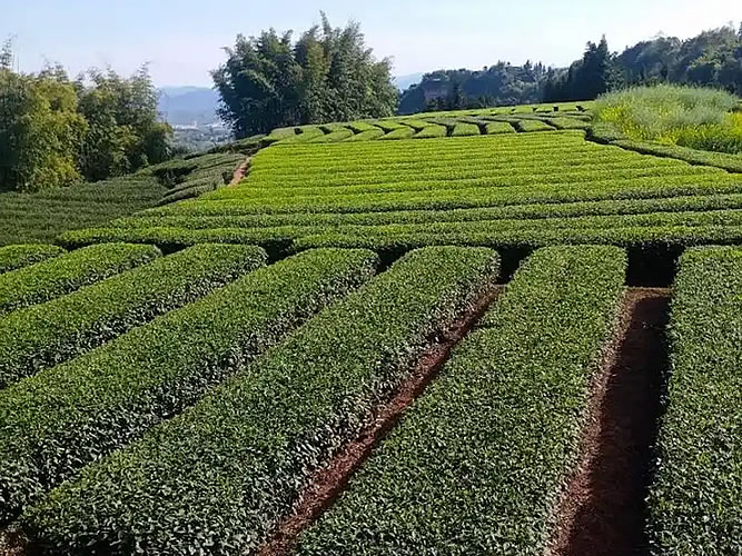 生产基地相关标题生产基地相关标题