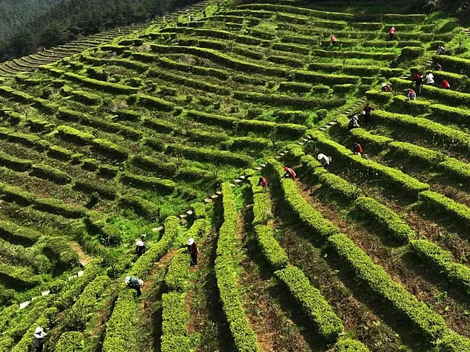 生产基地相关标题生产基地相关标题