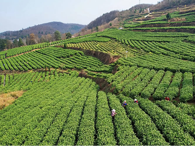 生产基地相关标题生产基地相关标题
