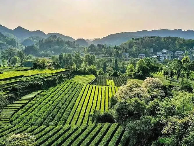 生产基地相关标题生产基地相关标题