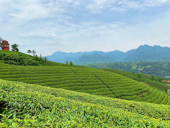 生产基地相关标题生产基地相关标题